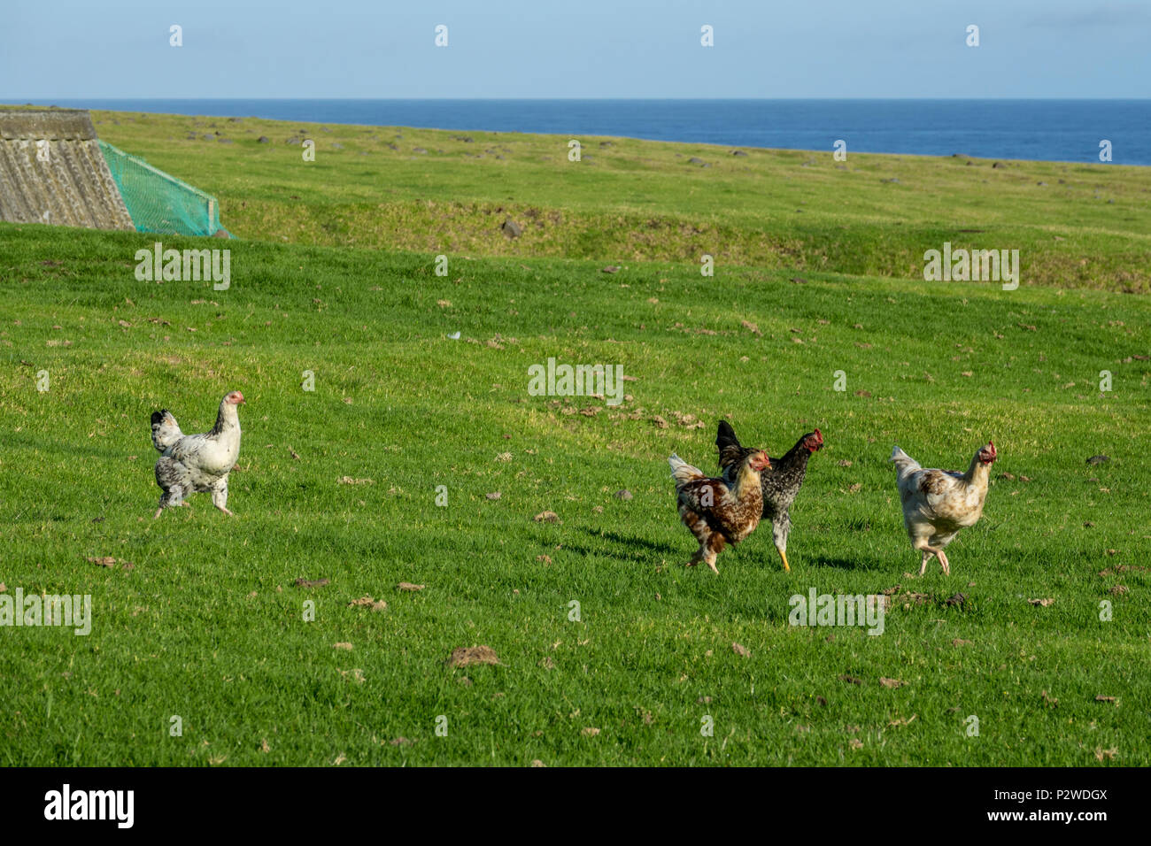 Free range chickens in paddock at Tristan da Cunha, British Overseas Territories, South Atlantic Ocean Stock Photo