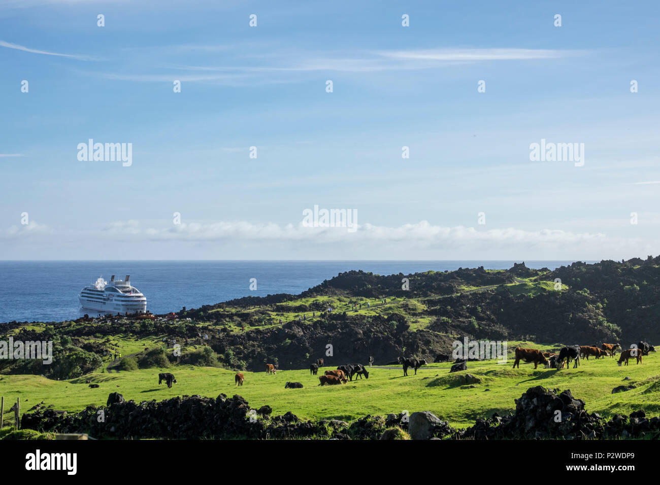 Cows grazing in paddock with Le Lyrial in background at Tristan da Cunha, British Overseas Territories, South Atlantic Ocean Stock Photo