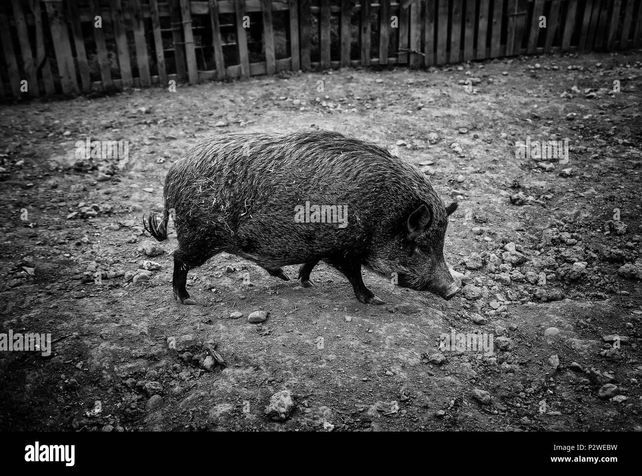 Wild boar on a farm, wild animal detail Stock Photo