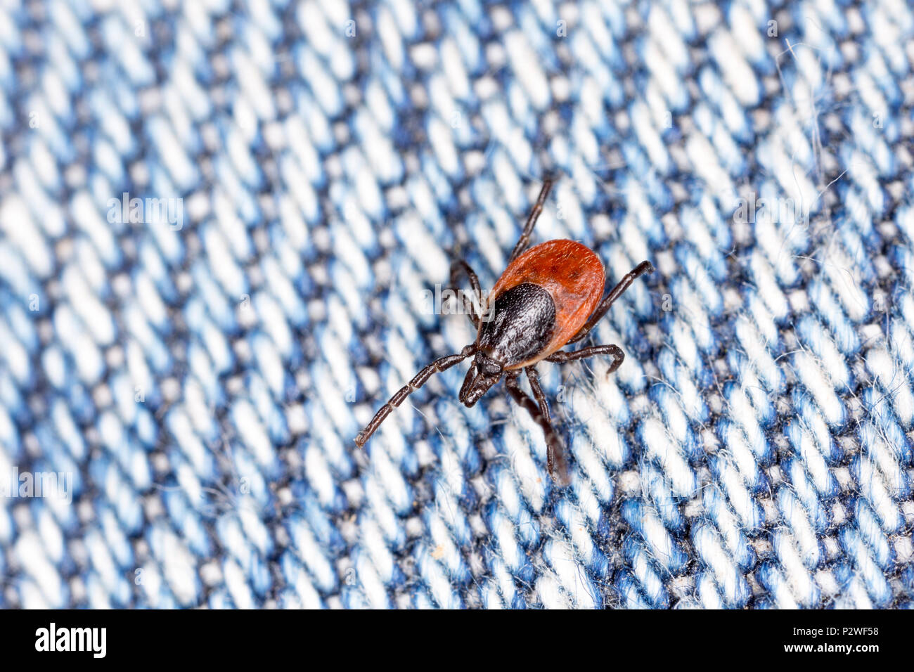 A female tick, Ixodes ricinus, found crawling on jeans after the wearer had been walking through long grass where deer and other mammals are present.  Stock Photo