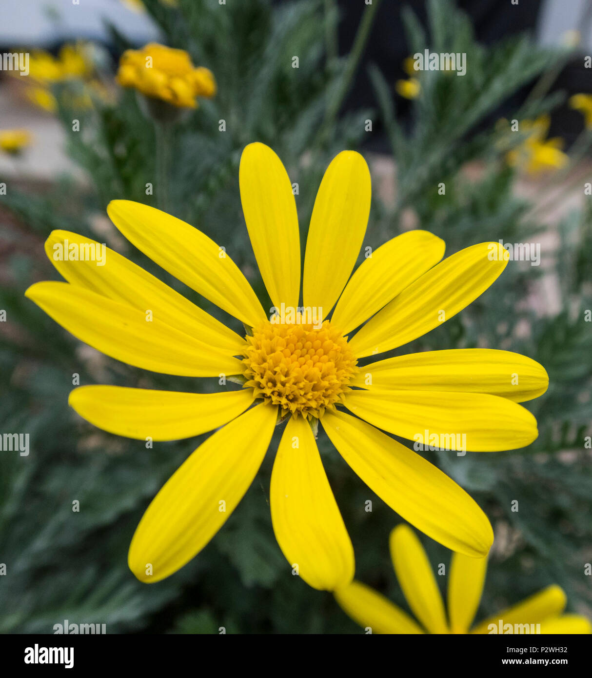 Euryops pectinatus, the grey-leaved euryops,yellow flowering aster, Asteraceae Stock Photo