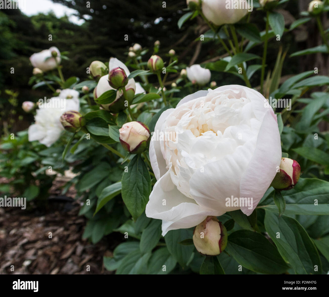 White Highly Scented And Fragrant Peony Duchesse De Nemours Stock Photo Alamy