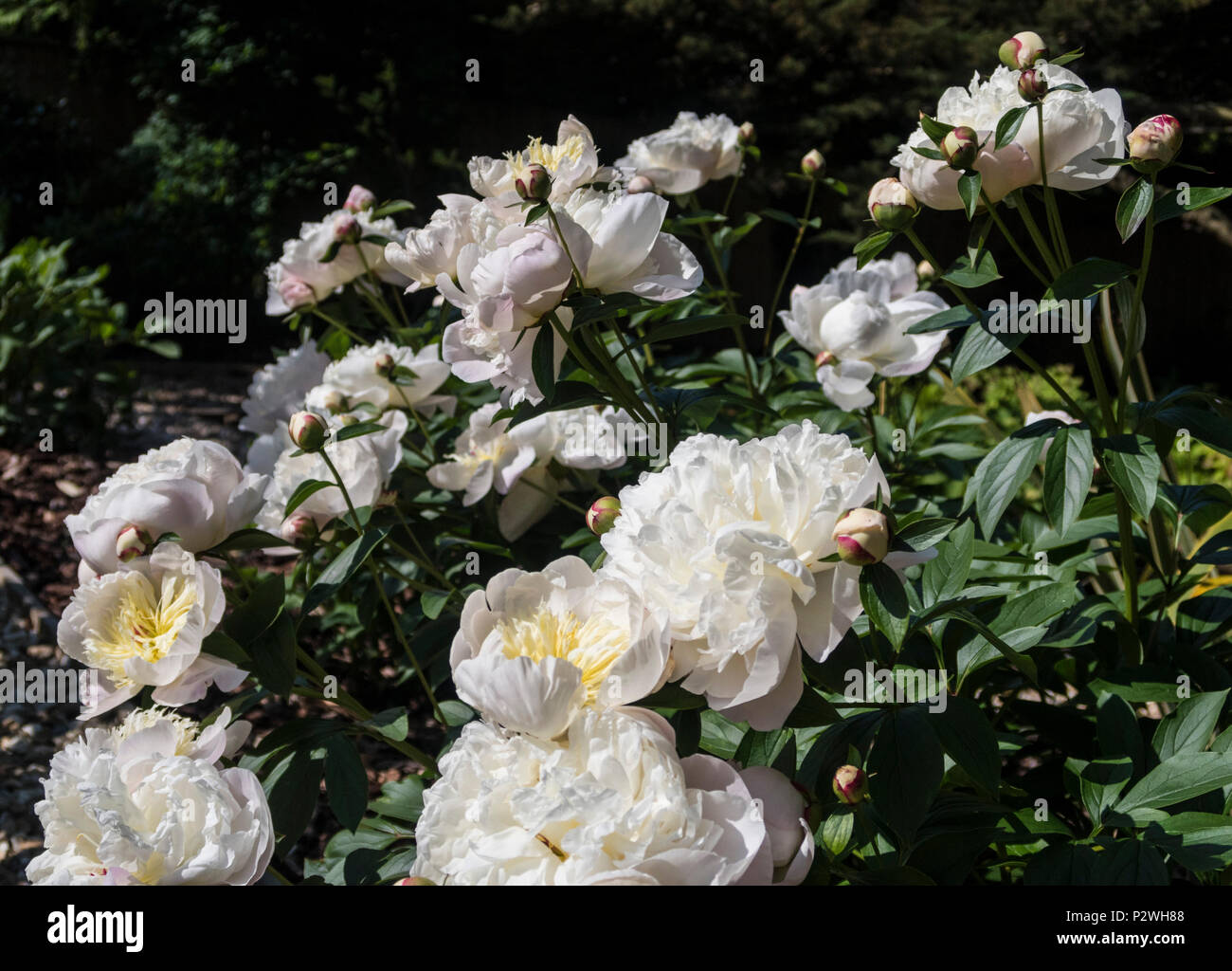 Duchesse De Nemours High Resolution Stock Photography And Images Alamy Duchesse De Nemours High Resolution Stock Photography And Images Alamy