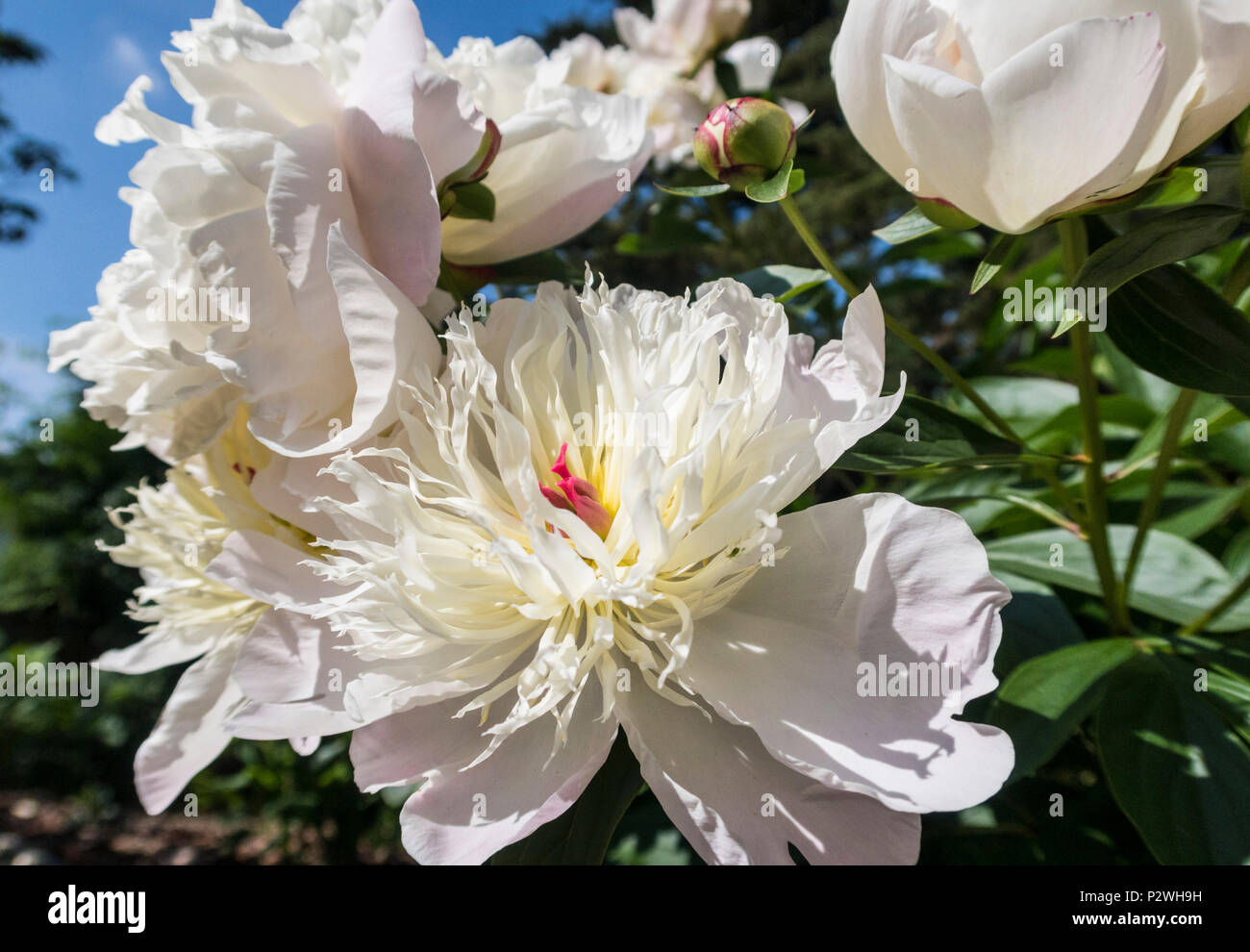 Peony ‘duchesse de nemours’ hires stock photography and images Alamy