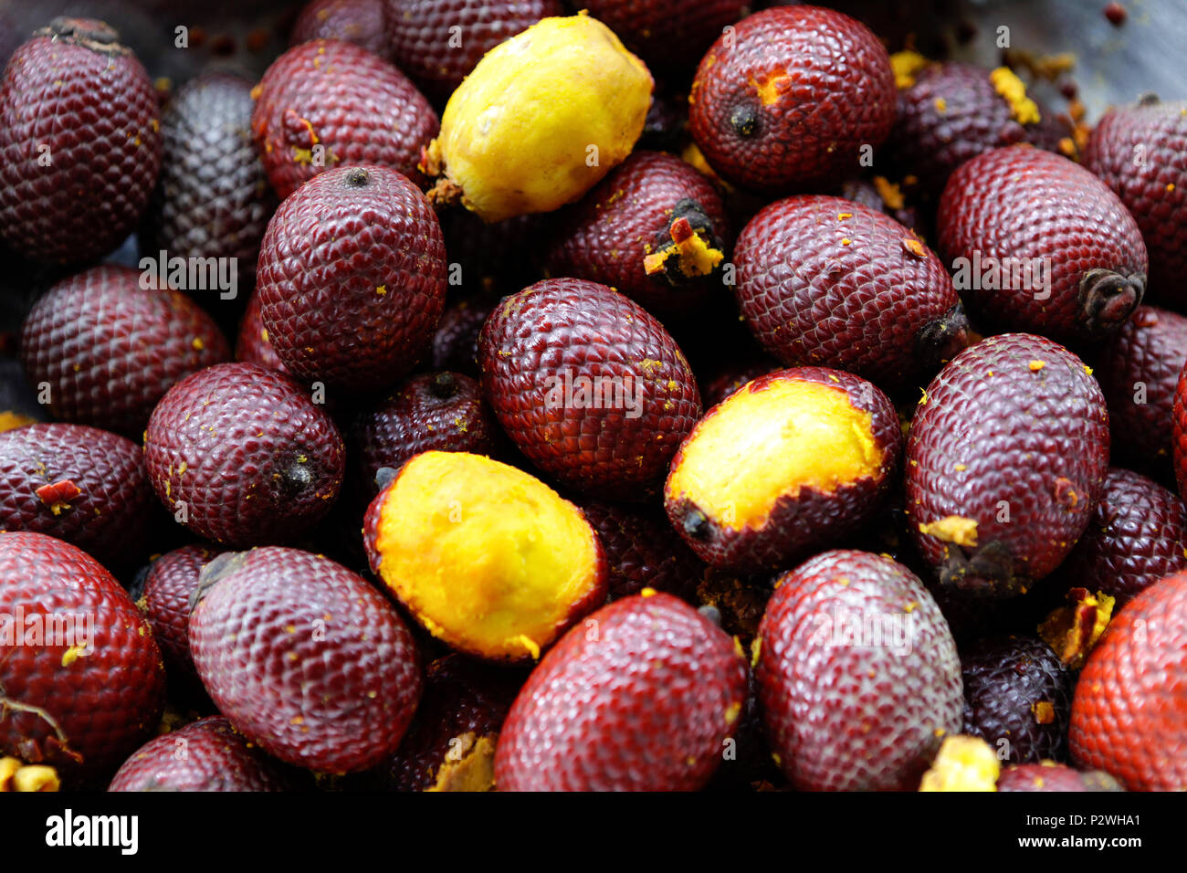 Close up of fresh "buriti" fruit in Amazon rainforest Stock Photo Alamy