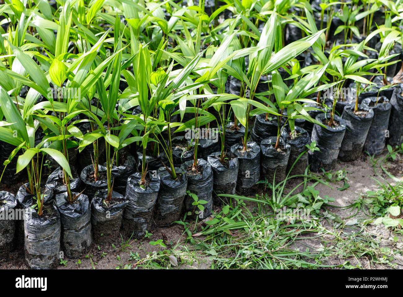 Amazonian rainforest trees hires stock photography and images Alamy