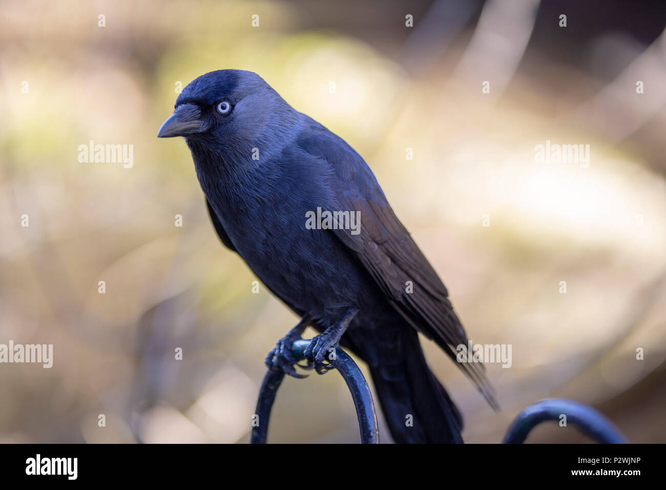 Bird (crow) close up Stock Photo