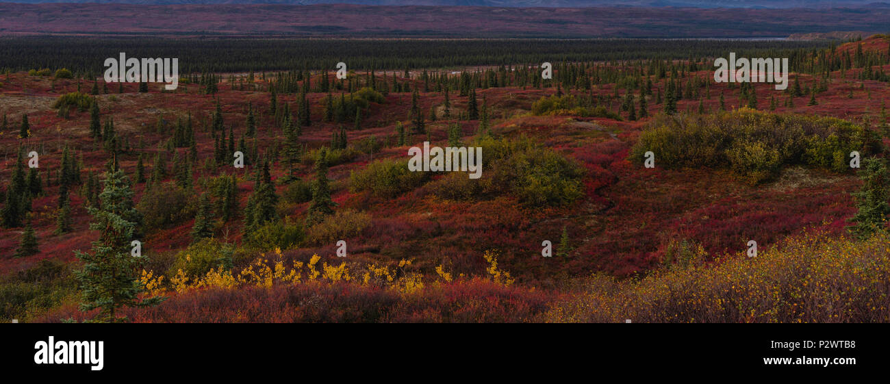 trail through tundra landscape, Alaska Autumn season in Denali National Park Stock Photo