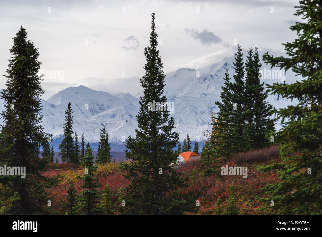 Camping in Denali National park, facing Mt Mckinley in autumn Stock Photo