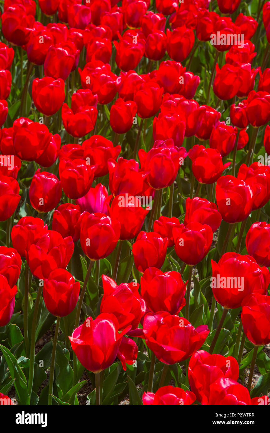 Tulipanes flores hires stock photography and images Alamy