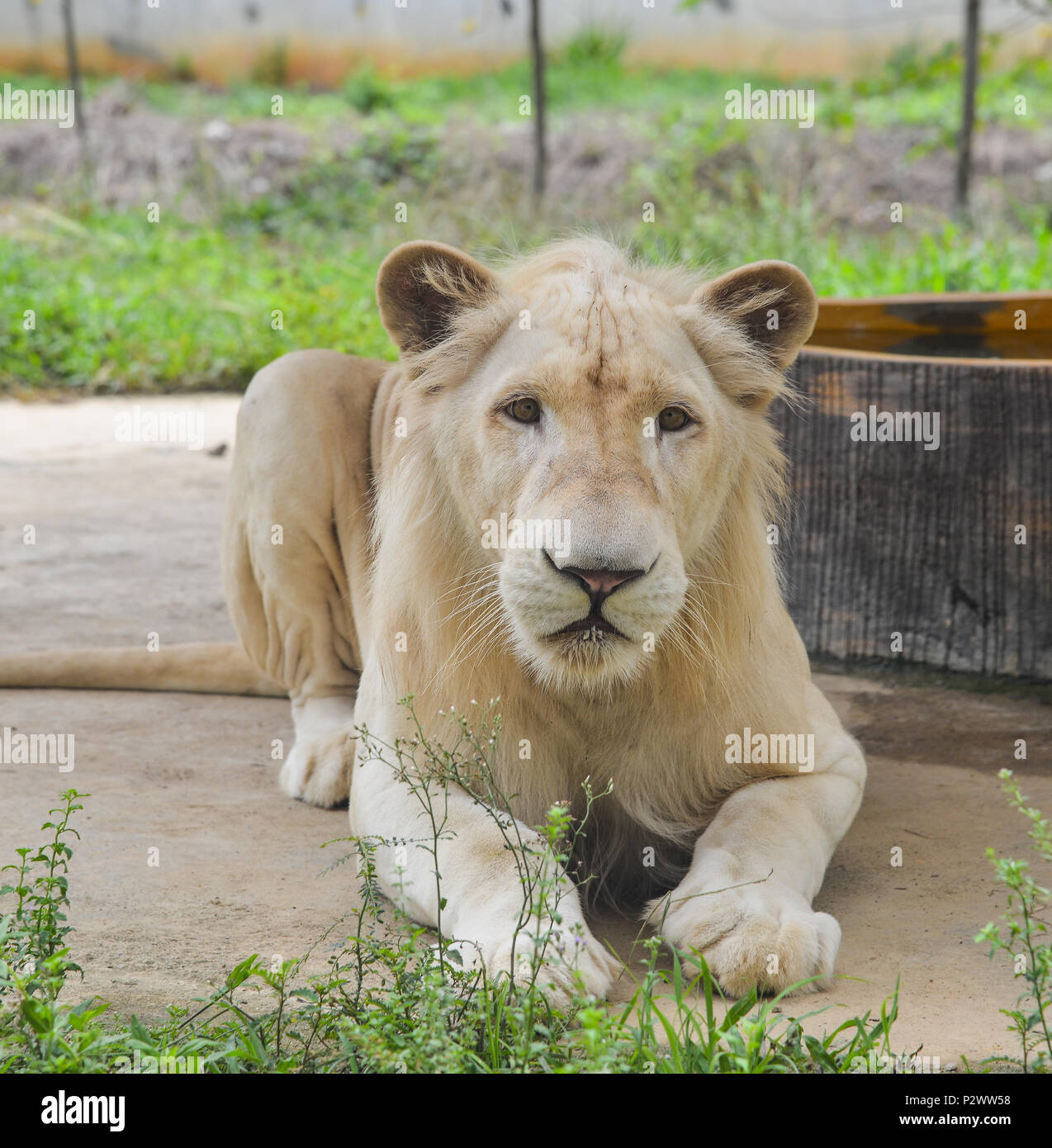 A white lion - Transvaal lion (Panthera leo krugeri) in the zoo. Stock Photo