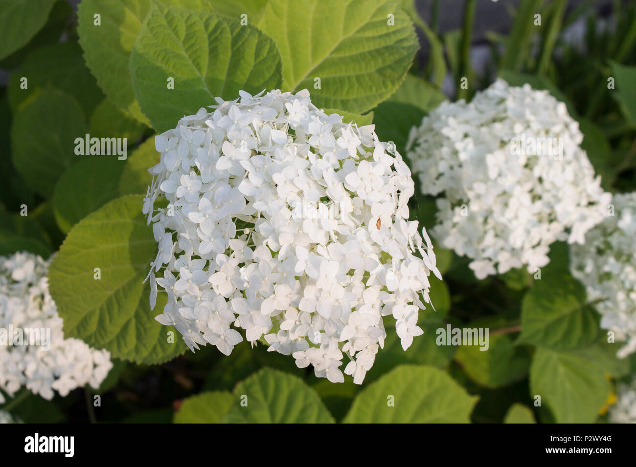 Photo of the branch of white flowers of hydrangea. Close-up Stock Photo ...