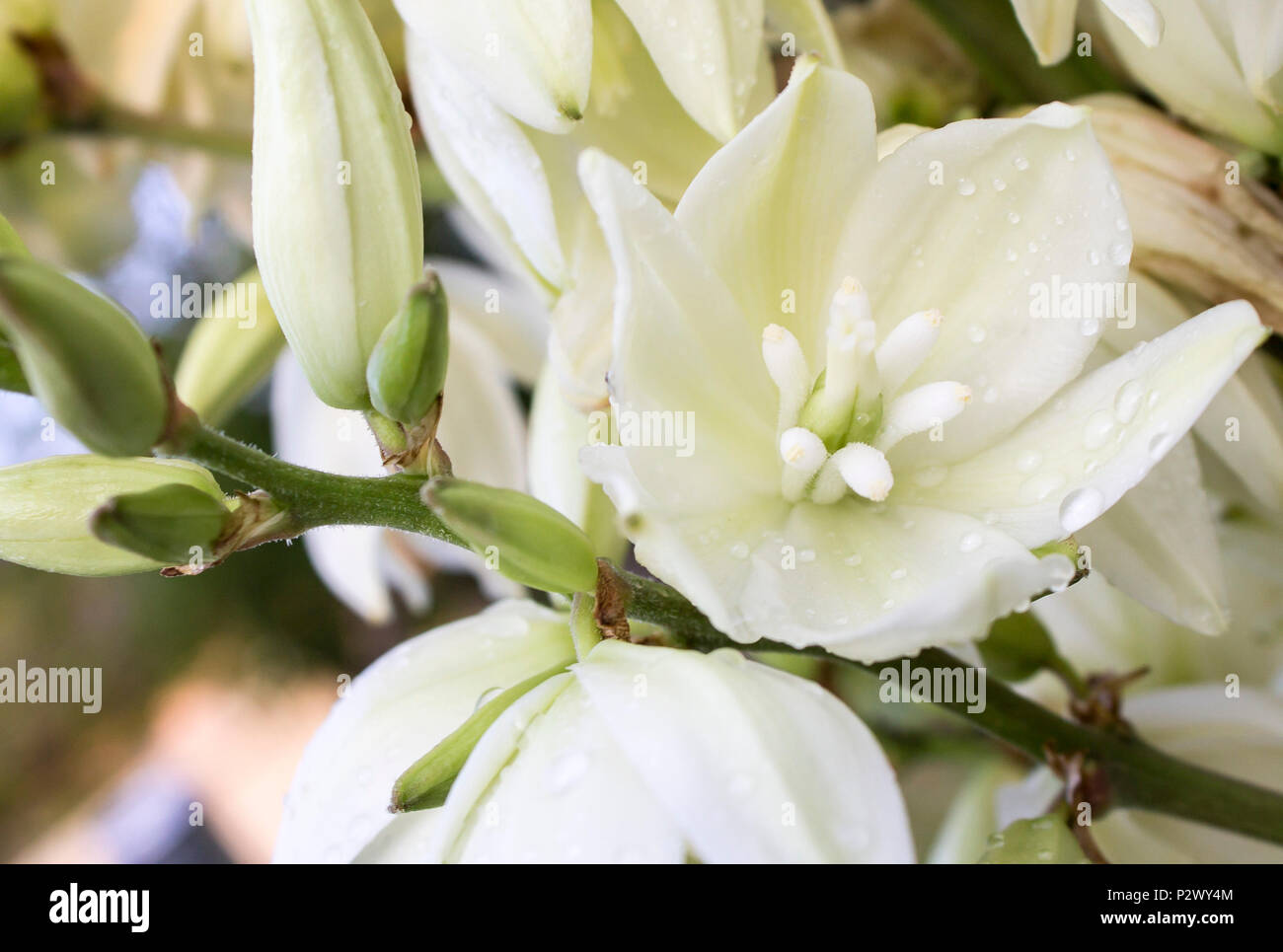 Photo of the branch of white flowers. Close-up Stock Photo