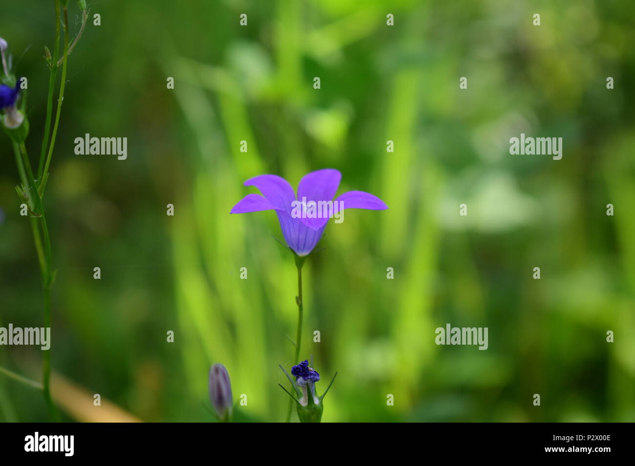 blur in the spring colors flowers and garden Stock Photo