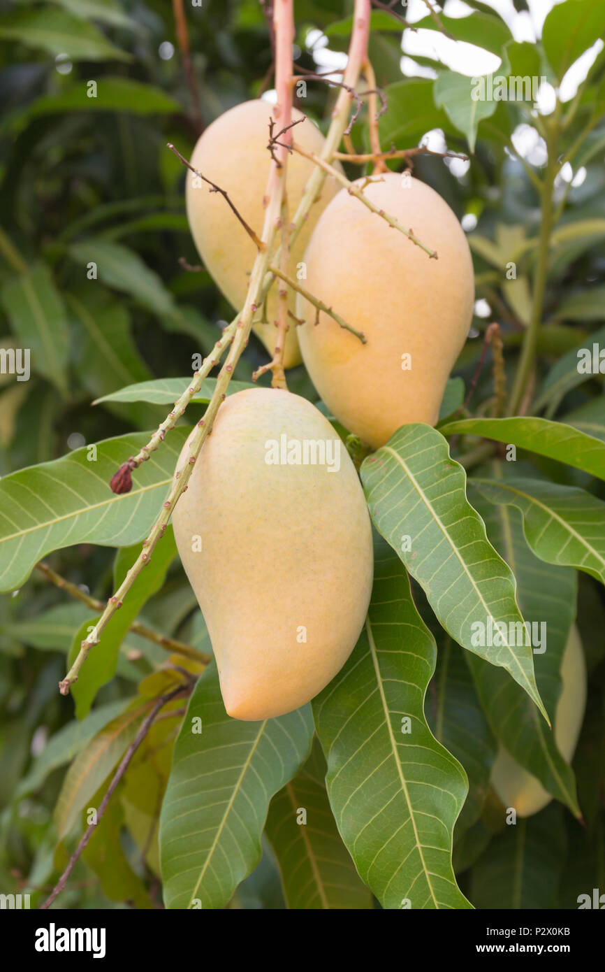 Ripe Mango Tree High Resolution Stock Photography and Images Alamy