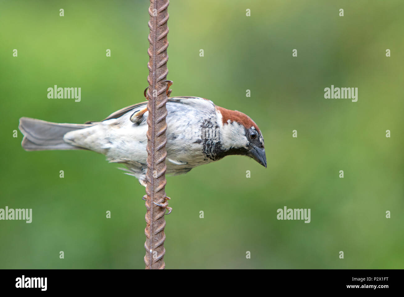 House Sparrow, (Passer domesticus) Stock Photo