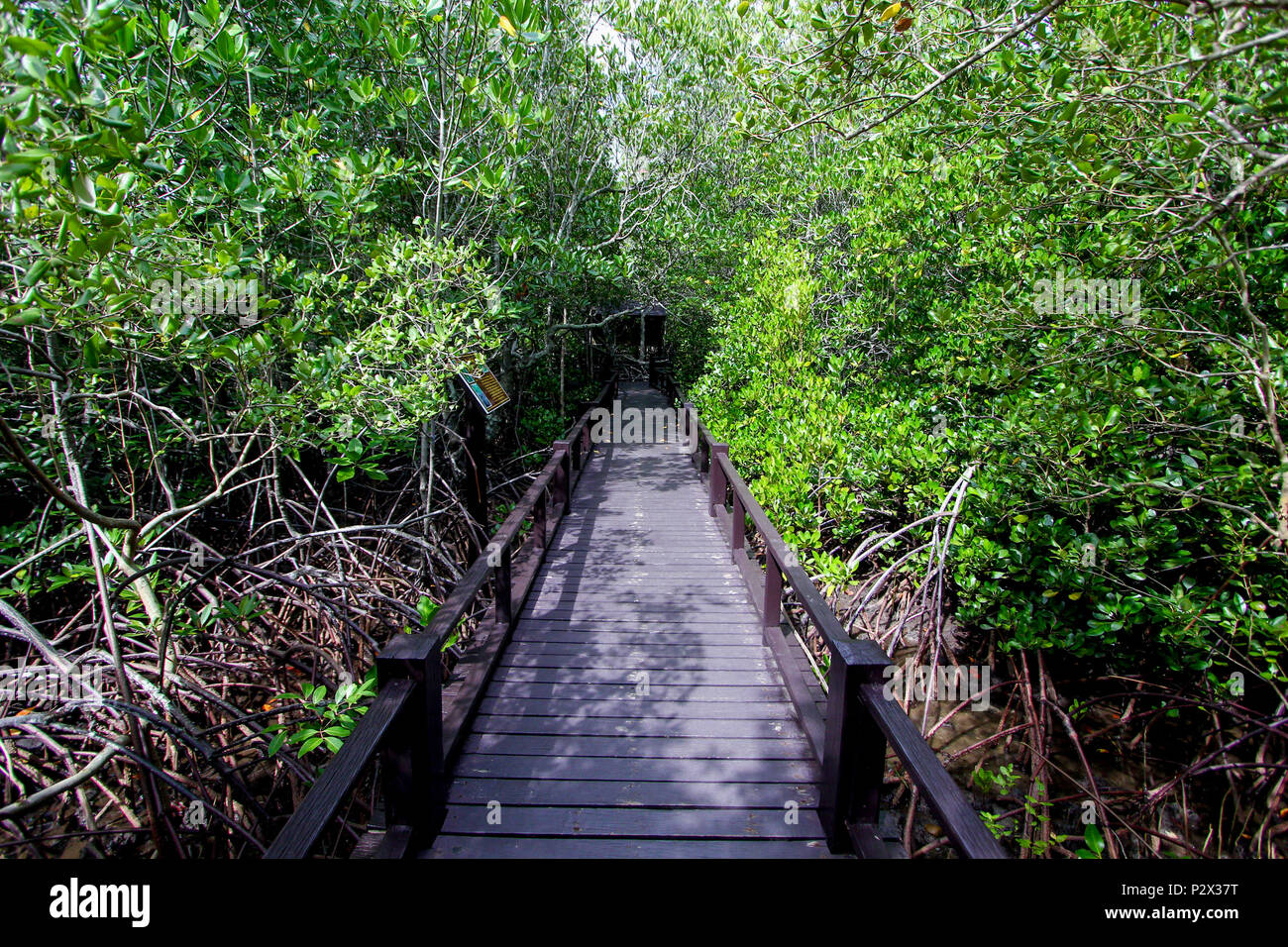 Mangroves Stock Photo