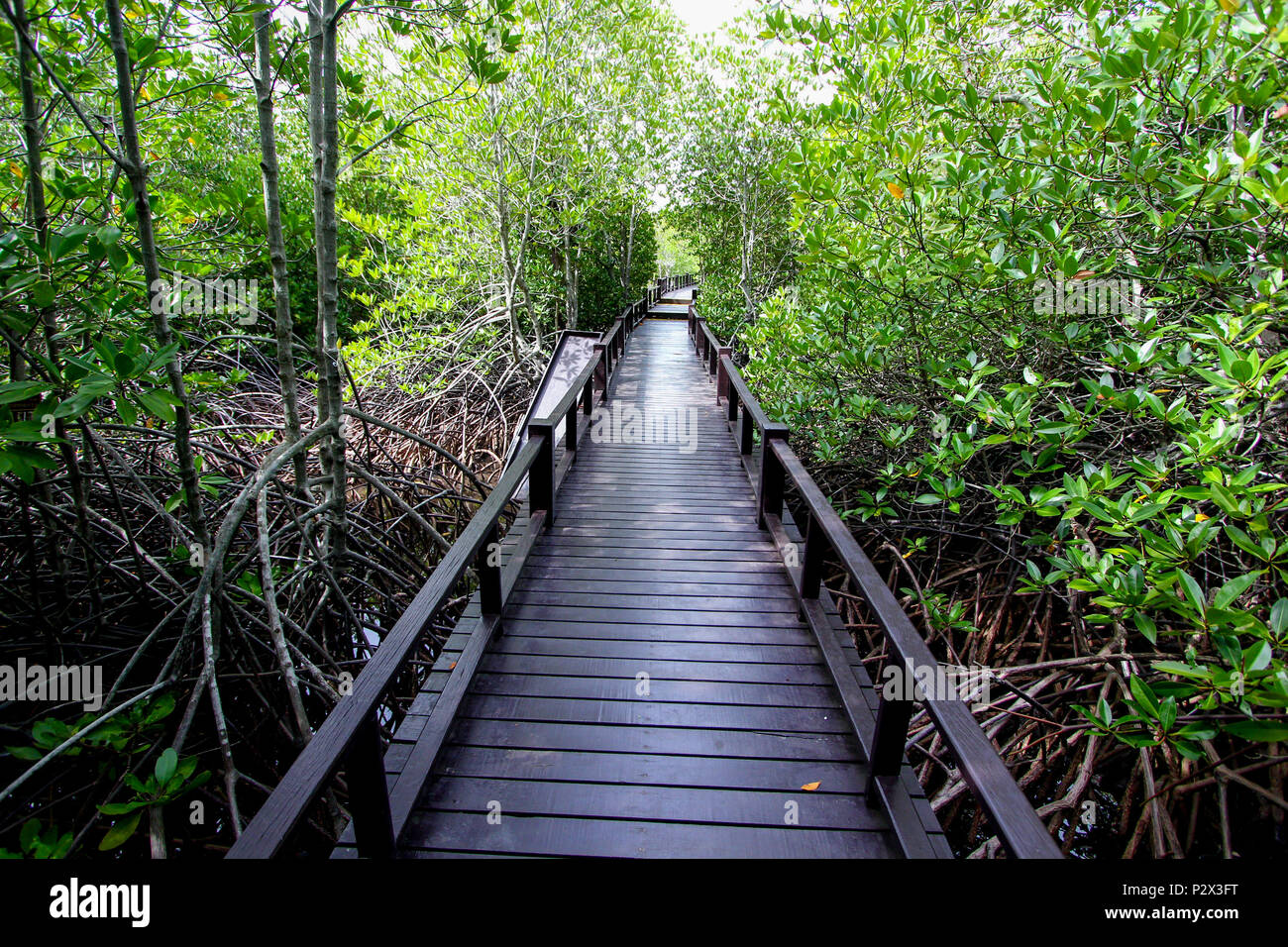 Mangroves Stock Photo