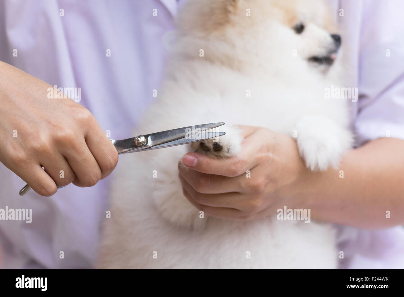 Pomeranian after shower cutting leg grooming, dog healthy concept Stock