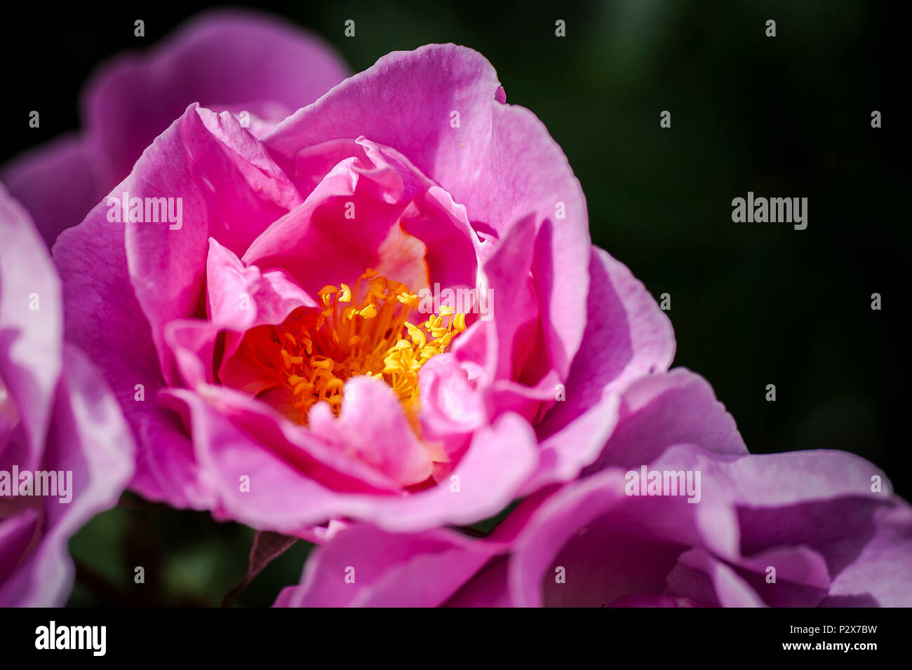 Pink Wild Rose High Resolution Stock Photography and Images - Alamy