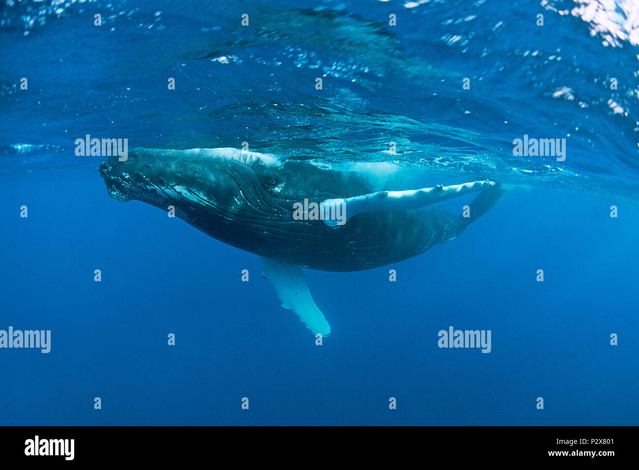 Humpback Whale (Megaptera novaeangliae), Silverbanks, Dominican Republic Stock Photo
