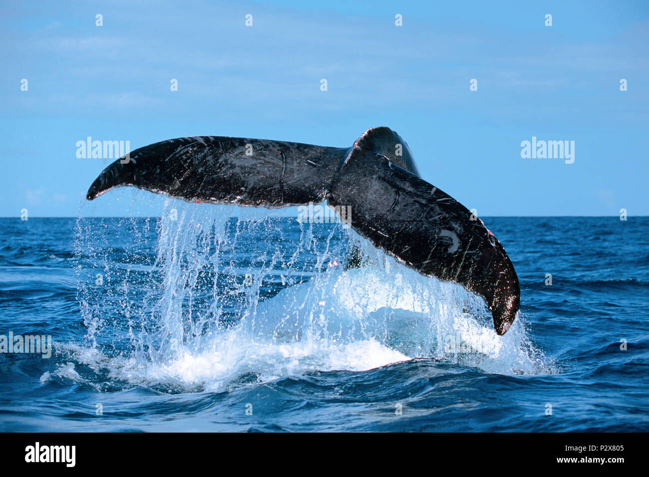 Descending Humpback whale (Megaptera novaeangliae) shows its flukes, Ile de Contador, Panama Stock Photo