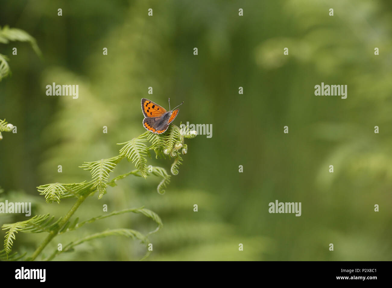 Small Copper Butterfly, Lycaena phlaeas Stock Photo - Alamy