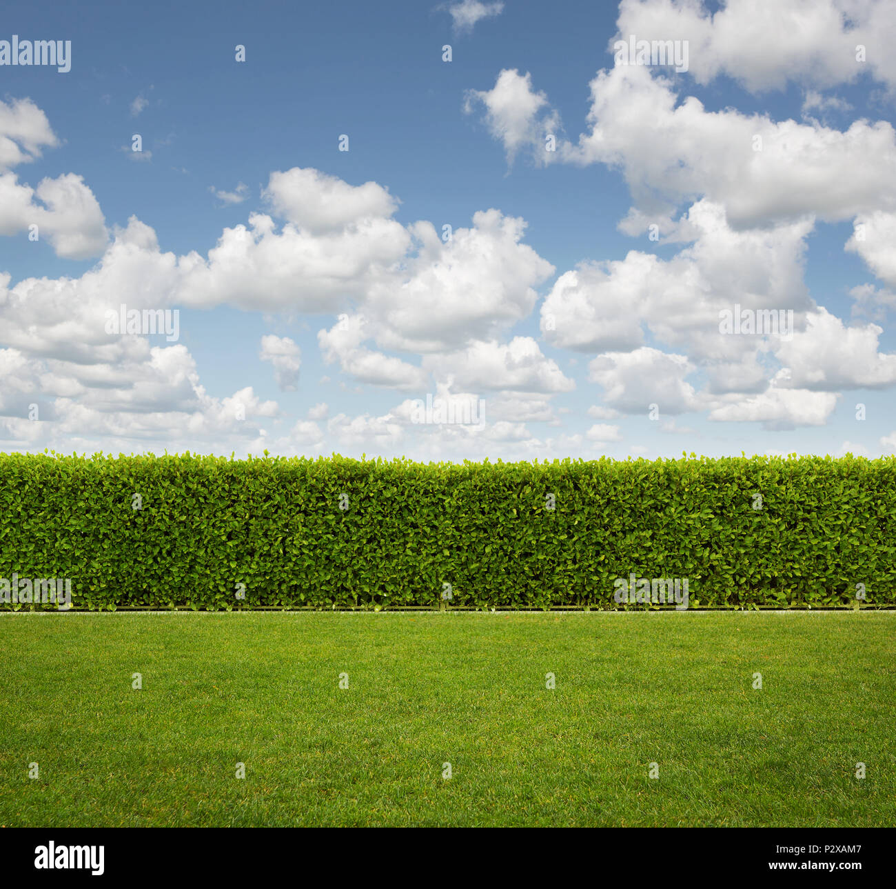 Back Yard, close up of hedge fence on the grass with copy space Stock Photo