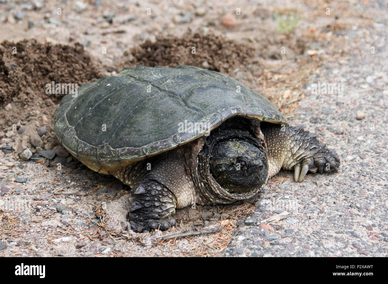 Common Snapping Turtle laying eggs in a nest Stock Photo
