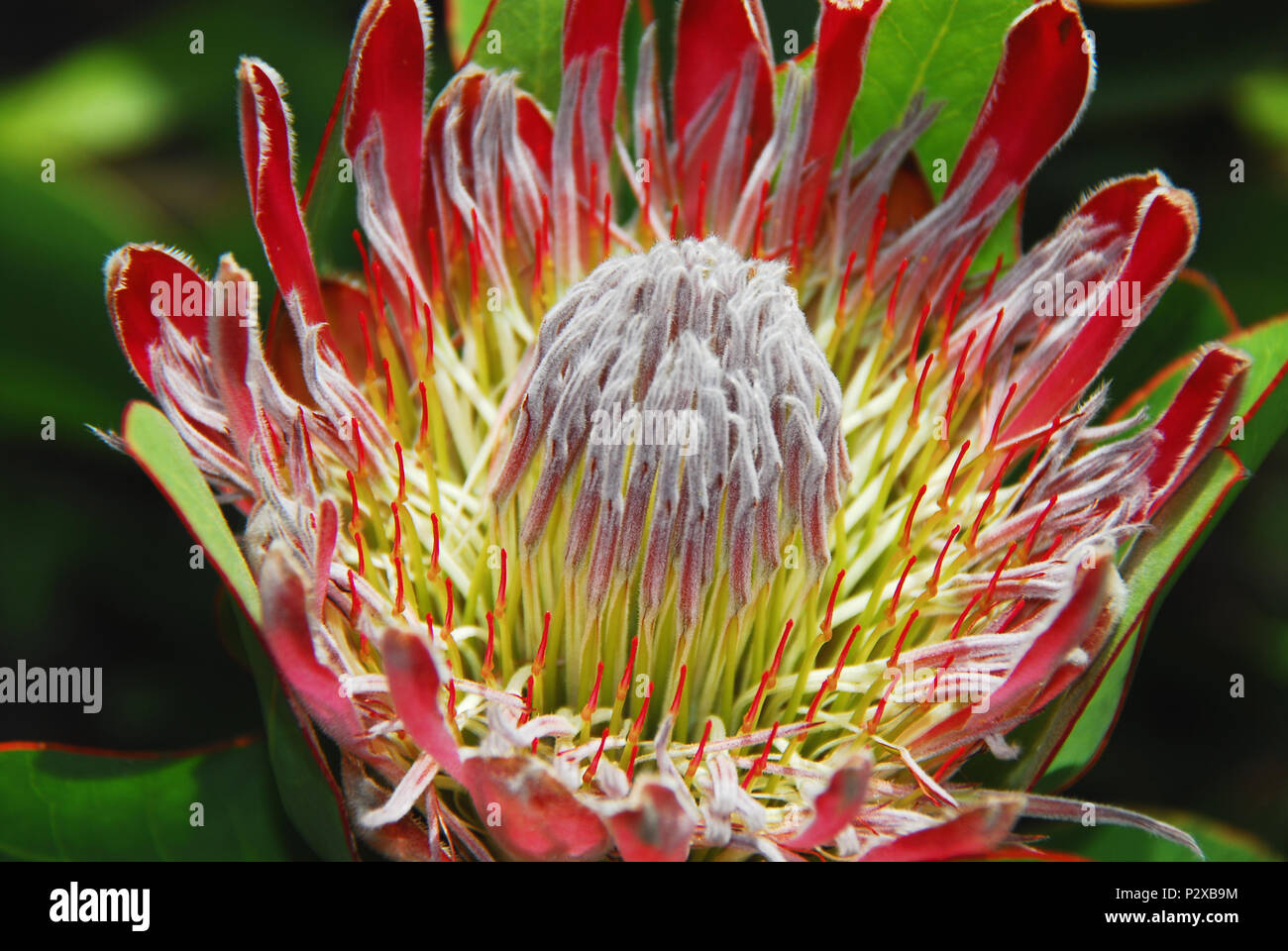 Protea Fynbos are rare exotic large flowers native to South Africa.  This beautiful bloom is a fine example of its complex nature. Stock Photo