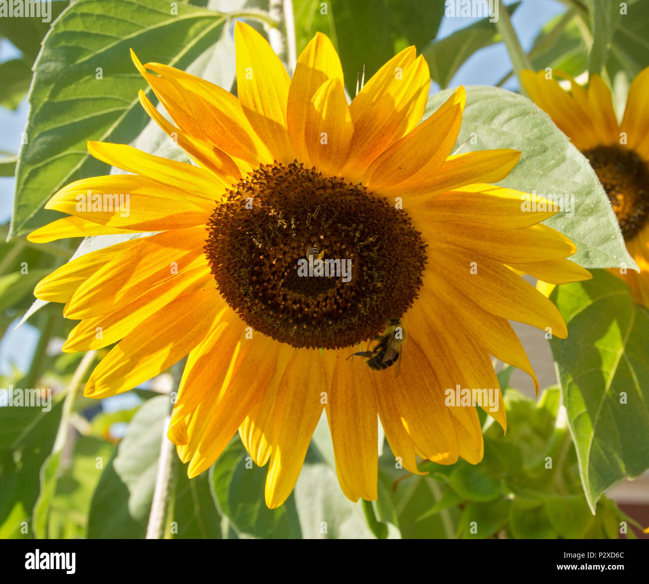 Bees gather pollen and help polinate Sunflowers in a yard in Georgetown,Kentucky Stock Photo