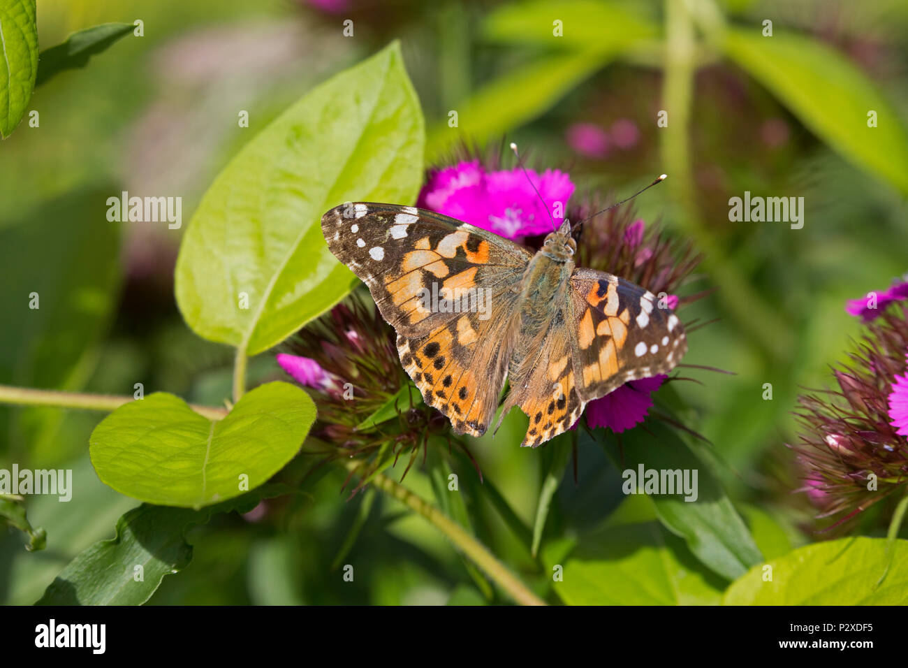 Plainted lady butterfly feeding on stock flower Cotswolds UK Stock Photo
