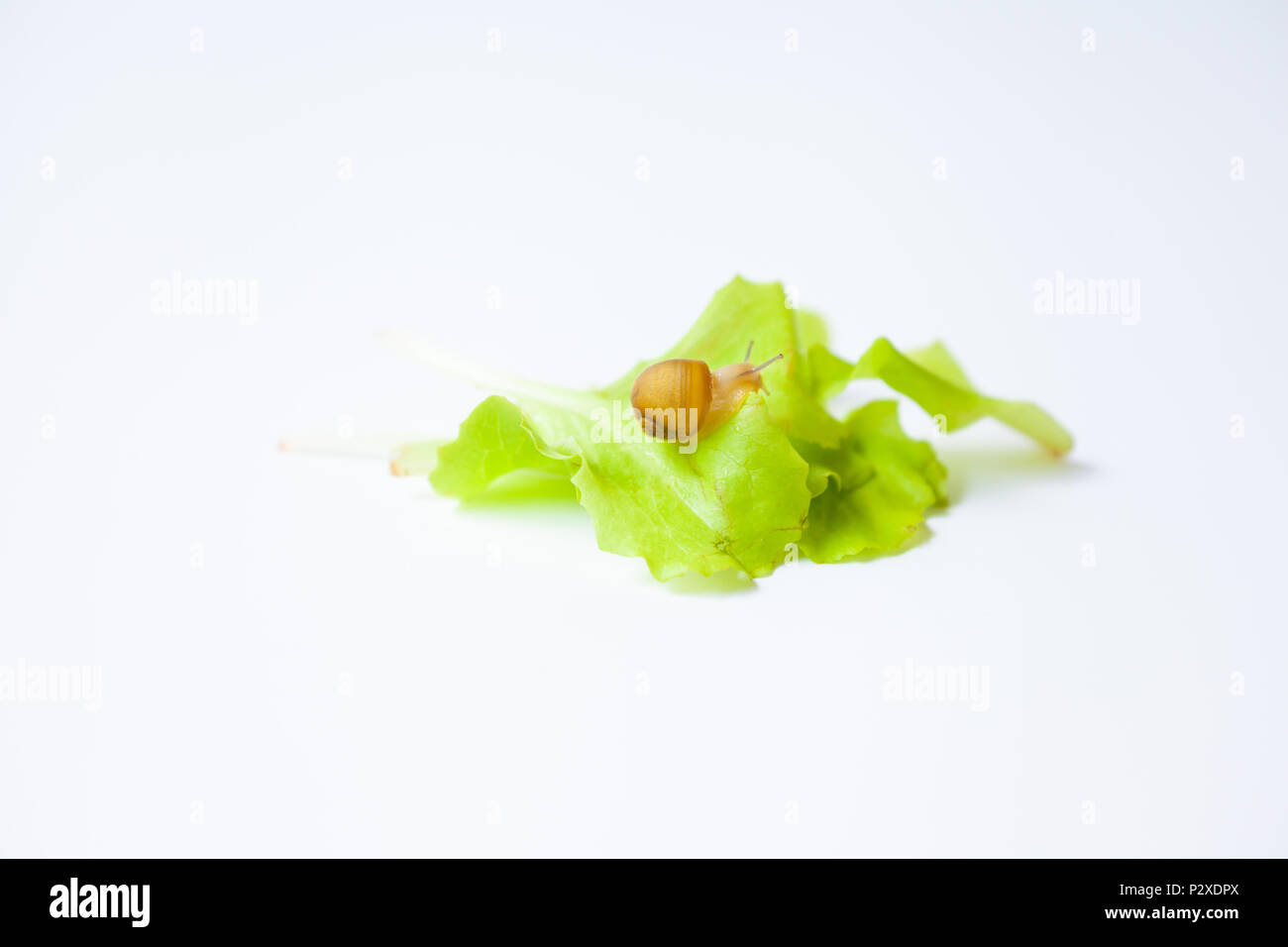 Tiny Snail moving around on white background Stock Photo