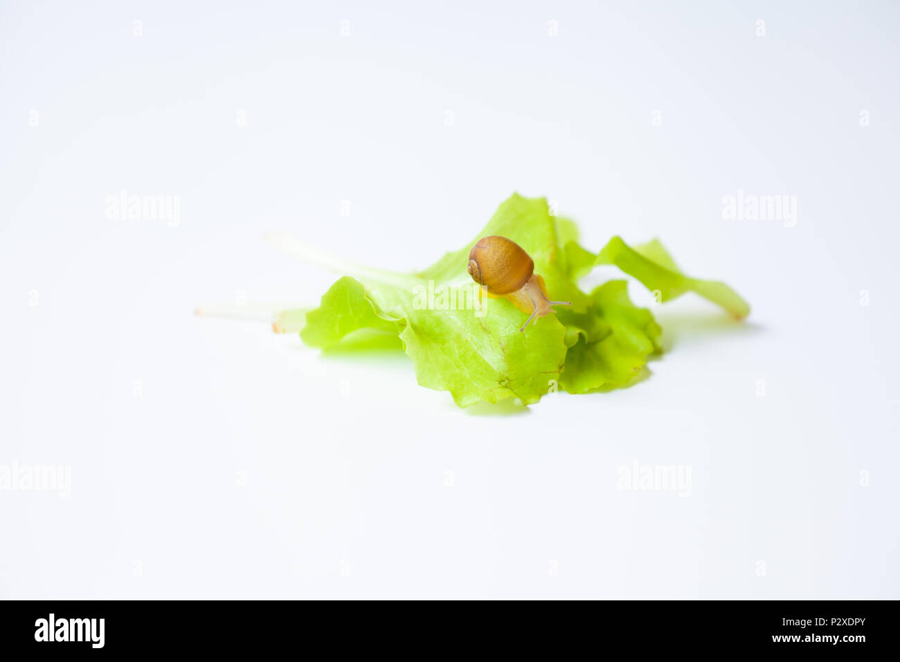 Tiny Snail moving around on white background Stock Photo