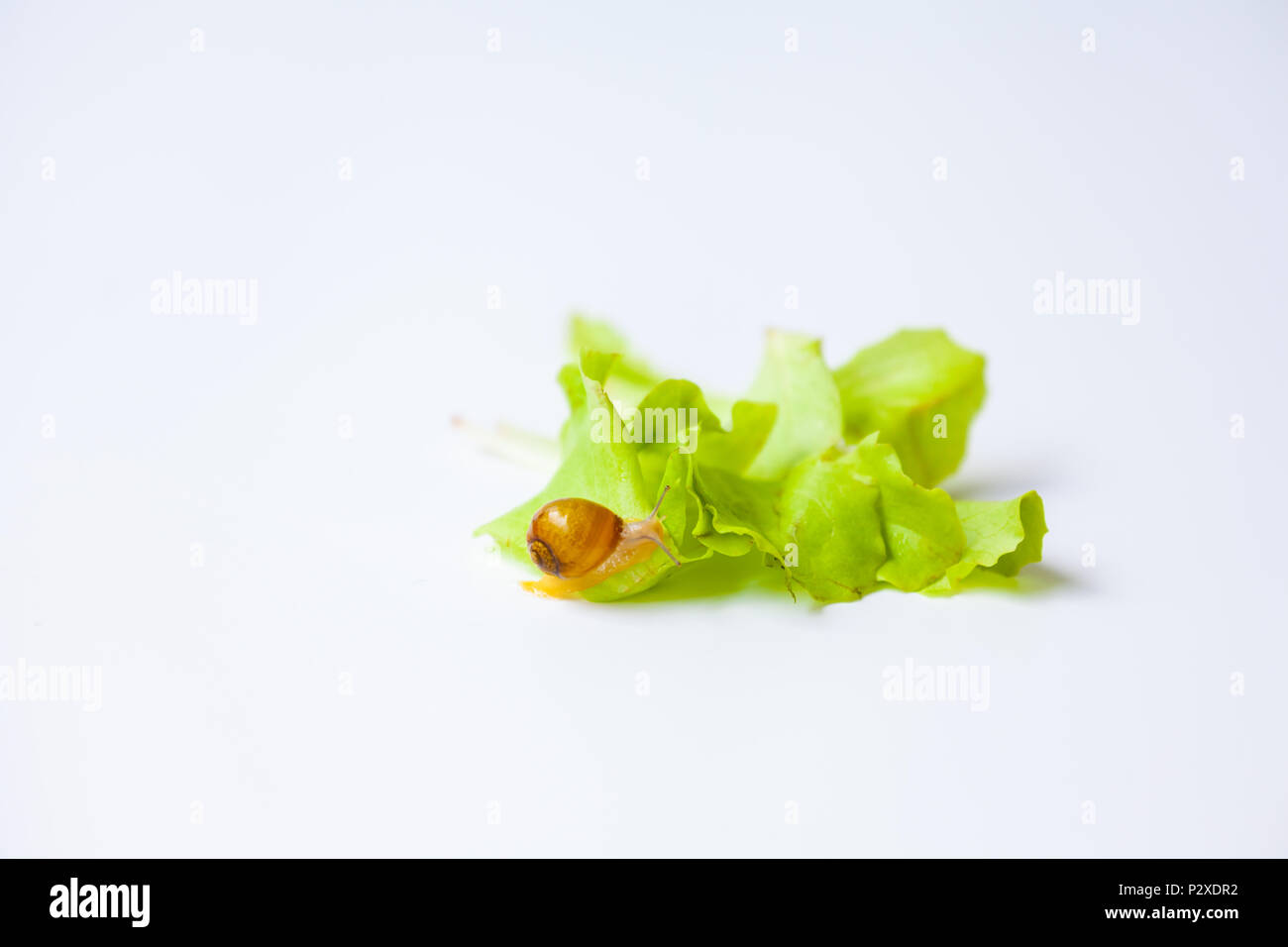 Tiny Snail moving around on white background Stock Photo