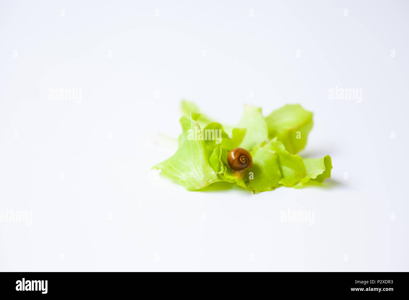 Tiny Snail moving around on white background Stock Photo - Alamy
