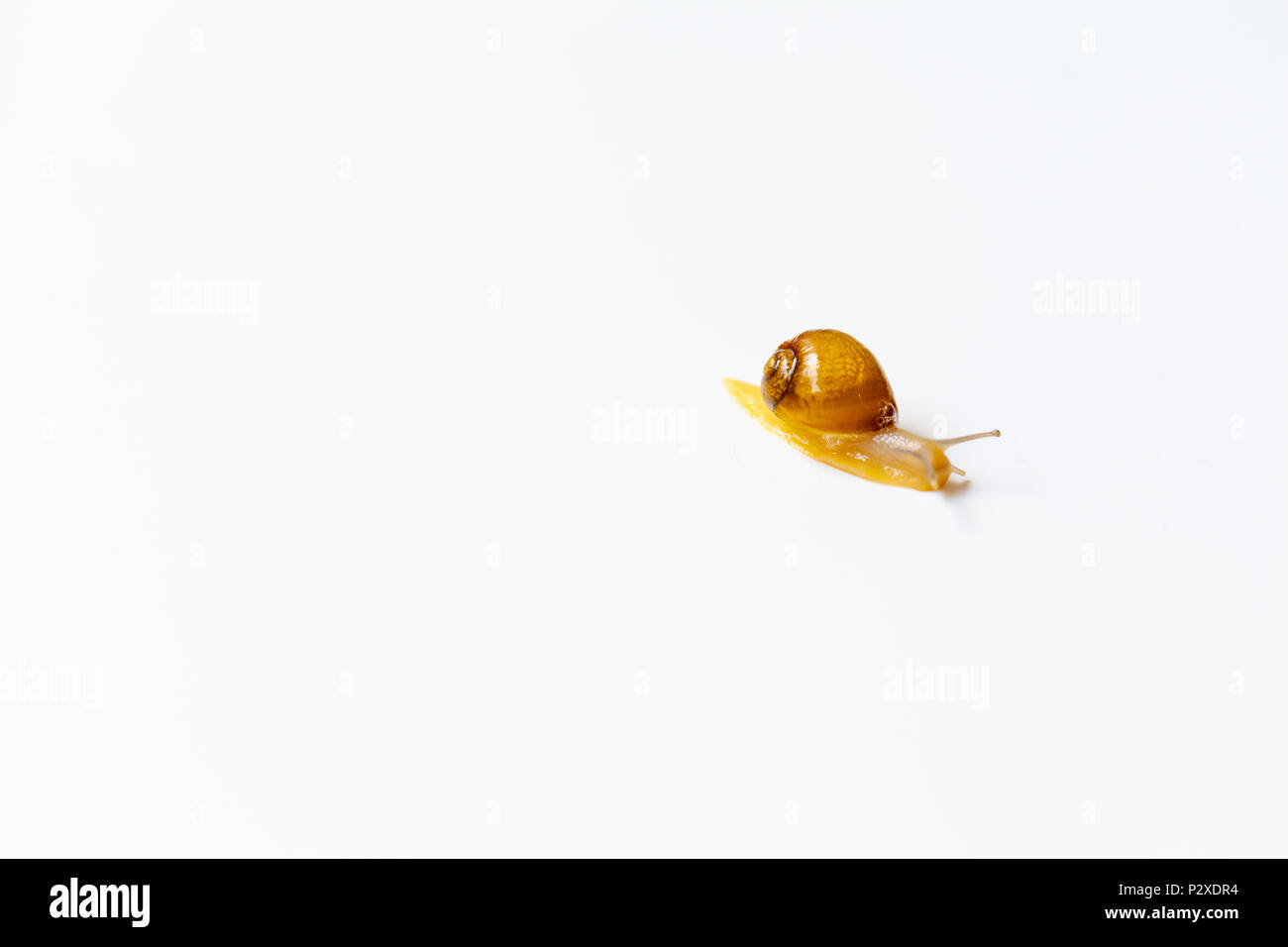 Tiny Snail moving around on white background Stock Photo