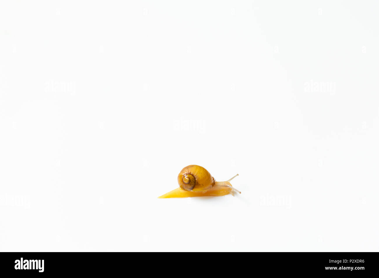 Tiny Snail moving around on white background Stock Photo