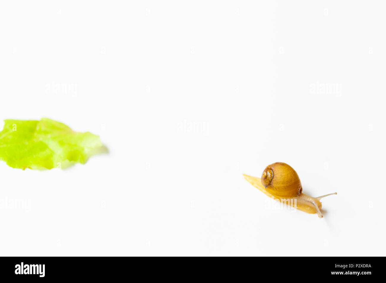 Tiny Snail moving around on white background Stock Photo
