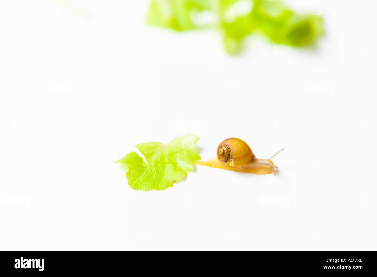 Tiny Snail moving around on white background Stock Photo