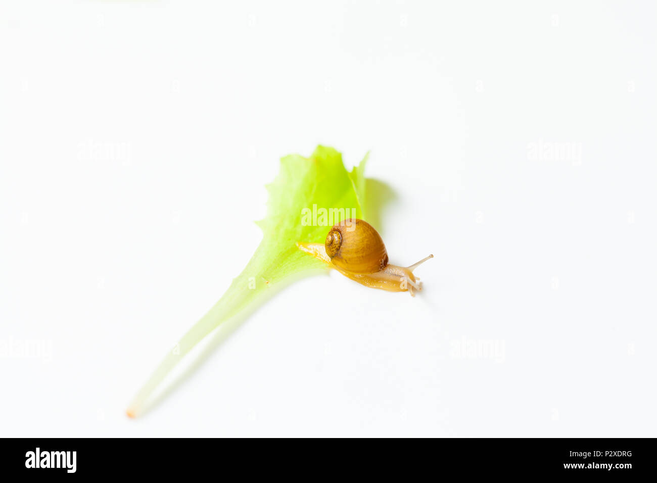 Tiny Snail moving around on white background Stock Photo