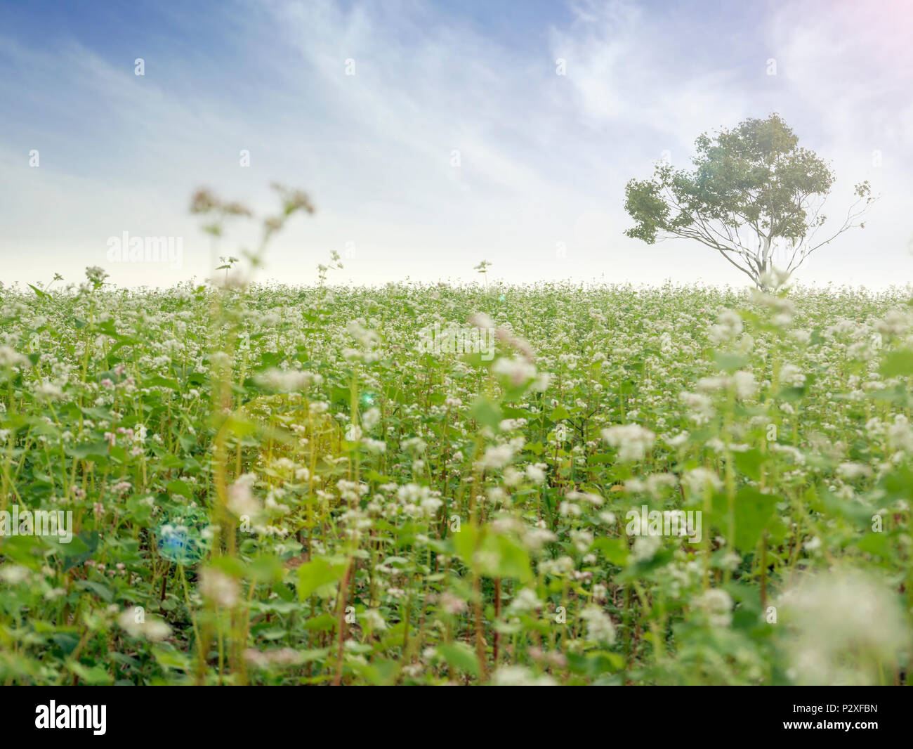 Beautiful scenery of large buckwheat field showing white buckwheat