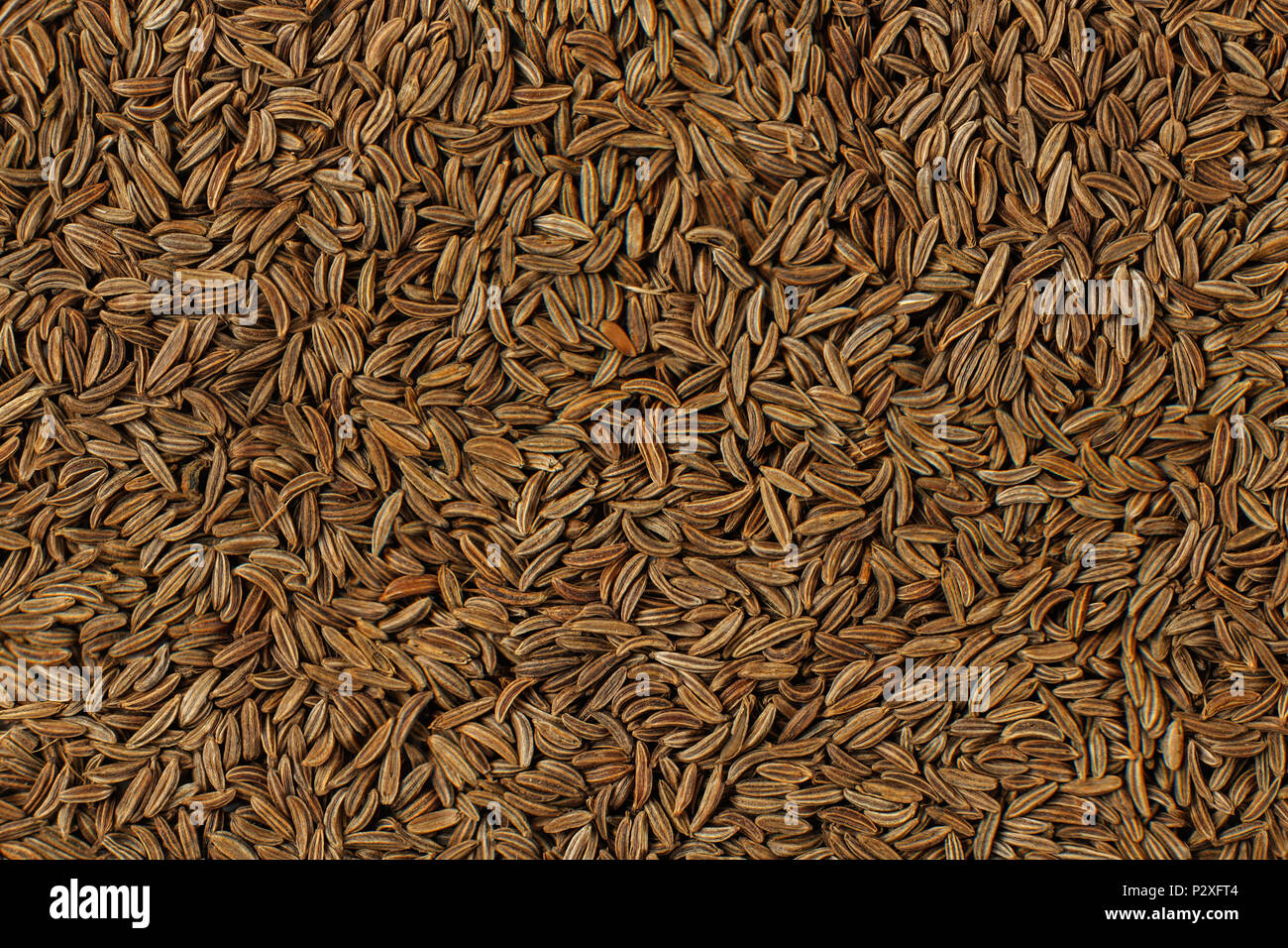 Closeup detail of caraway seeds (meridian fennel - Carum carvi) shot from above. Stock Photo