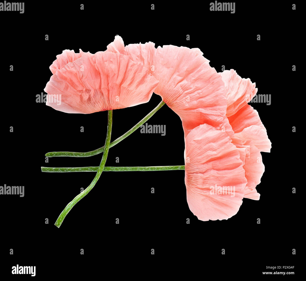 Pink Delicate Poppy Flowers Isolated On Black Background Macro A
