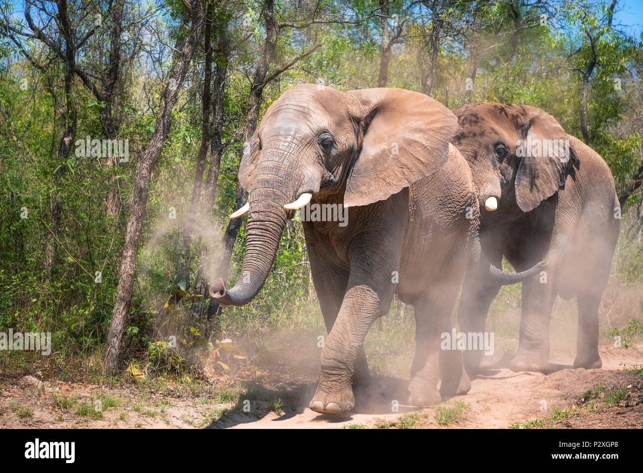 Elephants kick up and spray themselves with the red dust of Kruger, South Africa. The dust coating protects their skin from parasites and helps them t Stock Photo