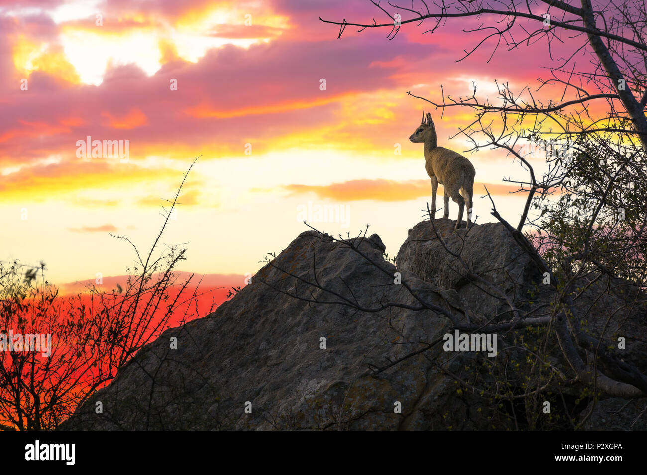 A solitary steenbok looks out from a rocky outcrop. Sunset in Kruger national park, South Africa. Stock Photo
