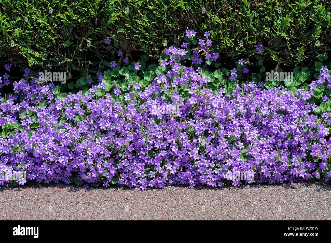 Nature,flowers,environment and flora: beautiful violet flowers Campanula Portenschlagiana planted between a street footpath and a hedge. Stock Photo