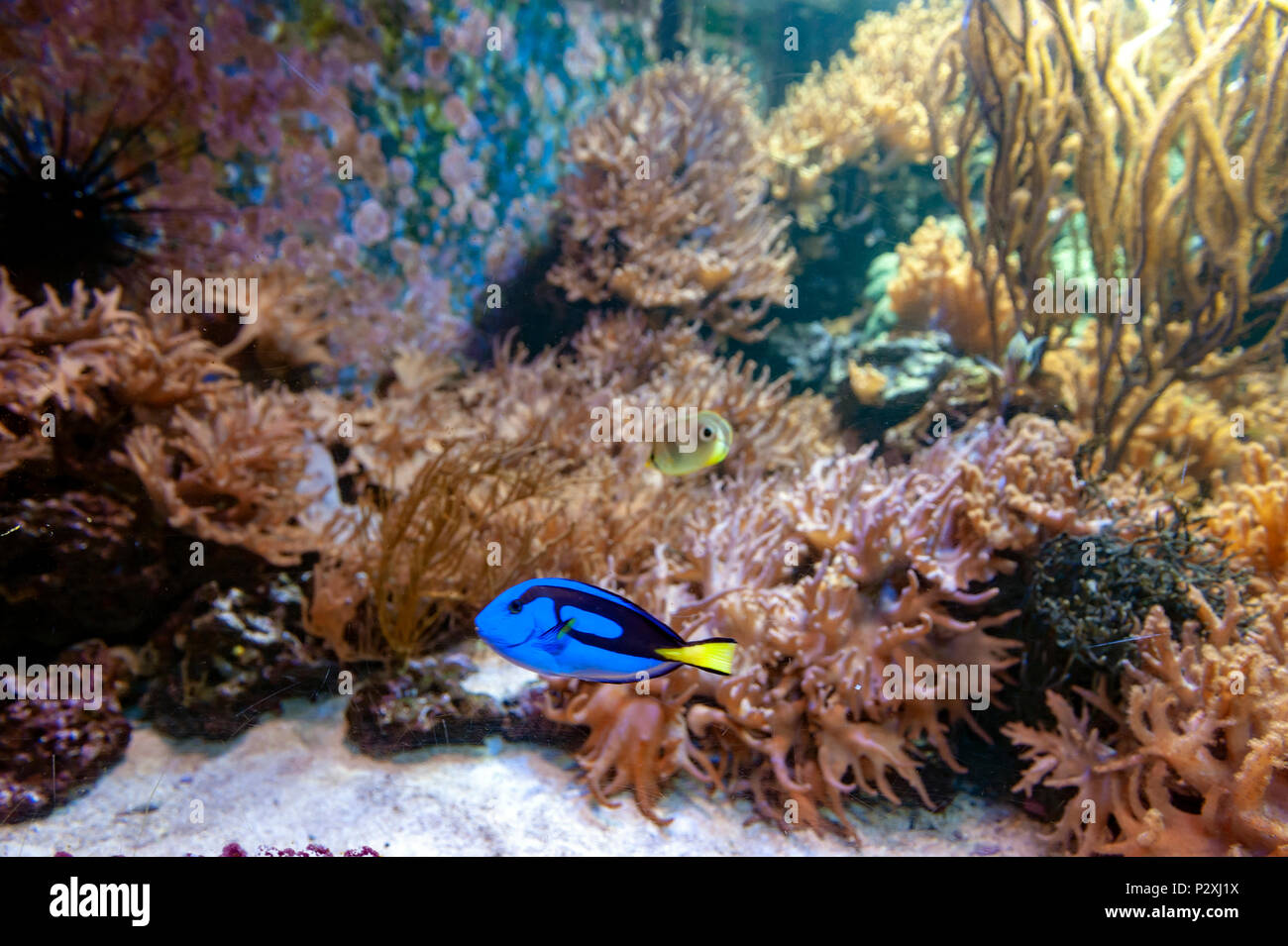 Regal blue tang, palette surgeonfish, or hippo tang, an Indo-Pacific surgeonfish of Paracanthurus hepatus species with bright blue color Stock Photo