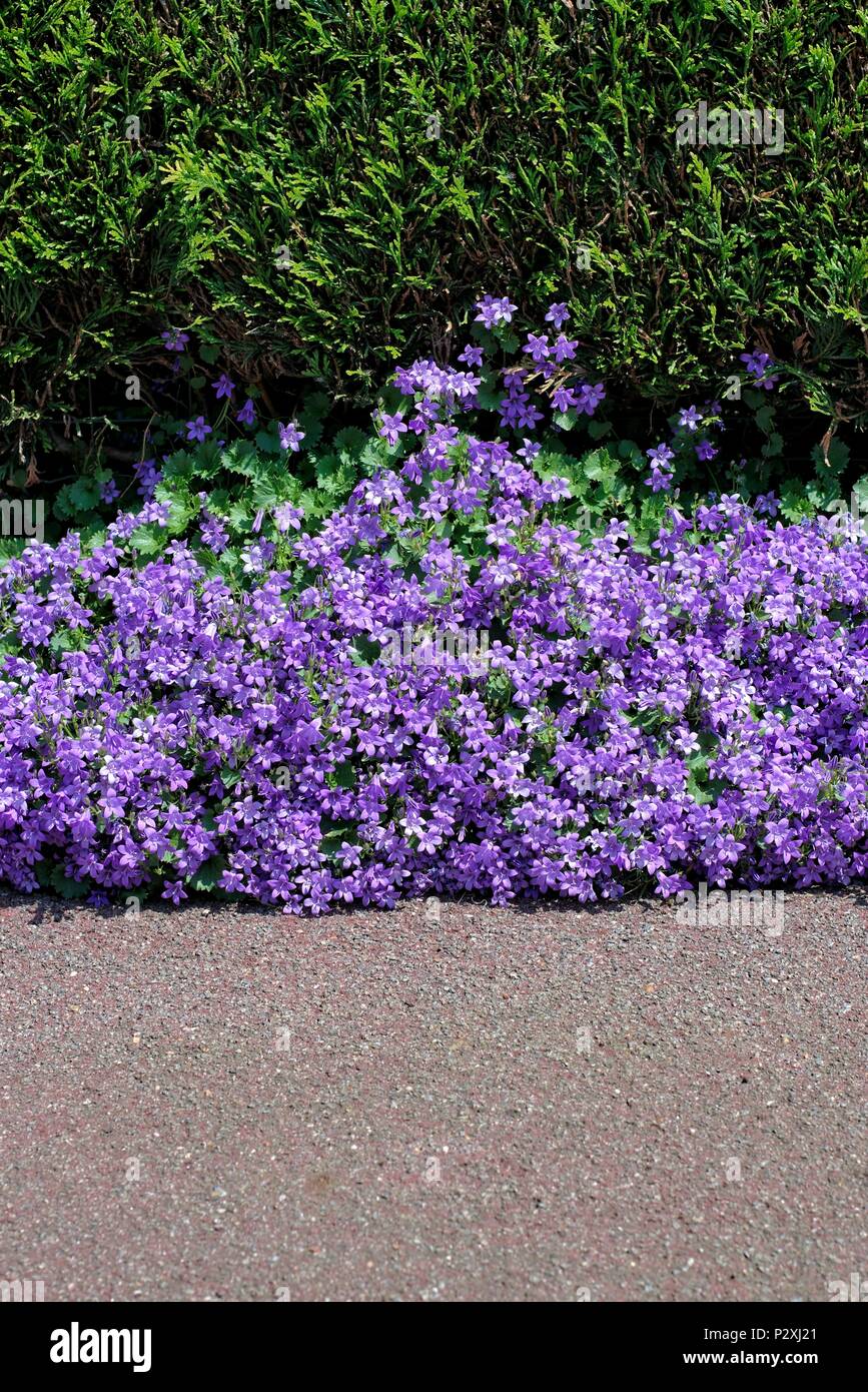 Nature,flowers,environment and flora: beautiful violet flowers Campanula  Portenschlagiana planted between a street footpath and a hedge Stock Photo  - Alamy