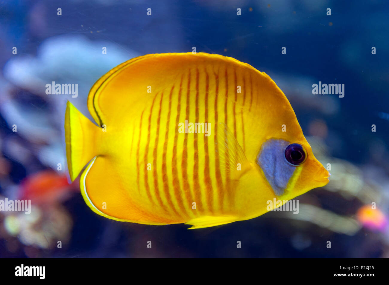 Blue-cheeked (Chaetodon semilarvatus), a species of butterflyfish of mostly yellow, with thin slate blue vertical lines on the sides Stock Photo